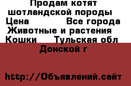 Продам котят шотландской породы › Цена ­ 2 000 - Все города Животные и растения » Кошки   . Тульская обл.,Донской г.